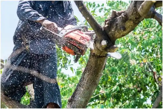 tree services River Falls